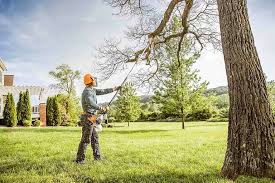 Best Fruit Tree Pruning  in Marina, CA