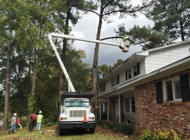 How Our Tree Care Process Works  in  Marina, CA