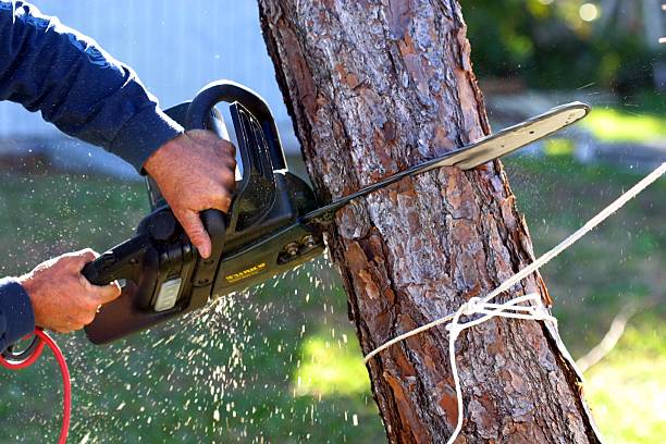  Marina, CA Tree Care Pros