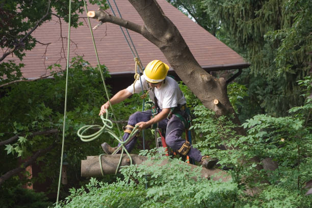 Best Tree Disease Treatment  in Marina, CA
