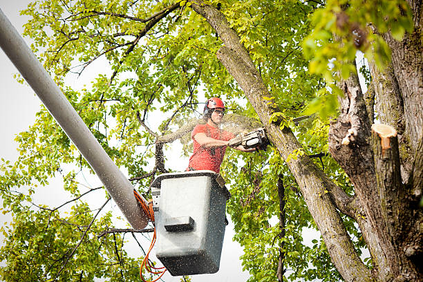 Best Utility Line Clearance  in Marina, CA