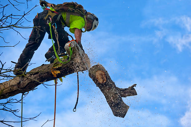 Reliable Marina, CA Tree Care Solutions